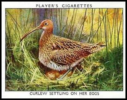 34PWBL 5 Curlew Settling on her Eggs.jpg